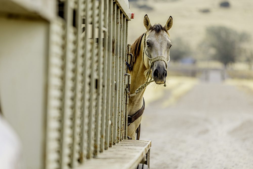 Horse Tied to Trailer