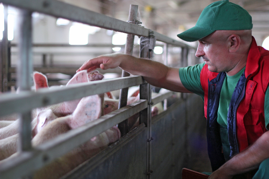 Pig Farmer
