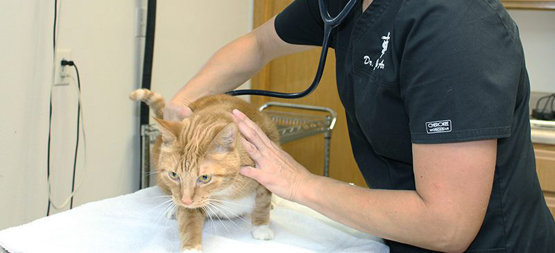 Cat getting a checkup