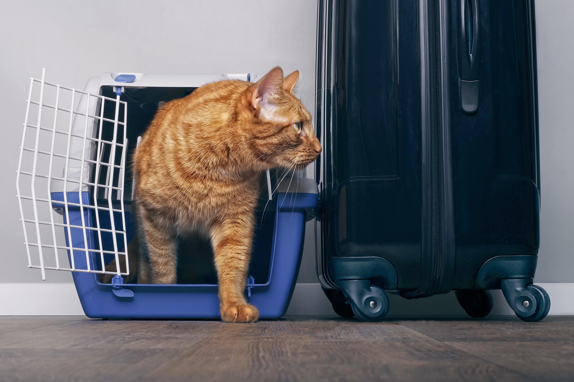 Cat leaving cage for travel
