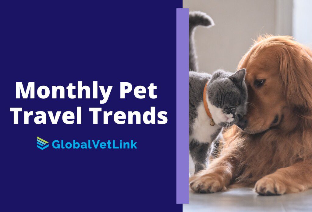 International Health Certificate for Cats near Me: Fast & Easy